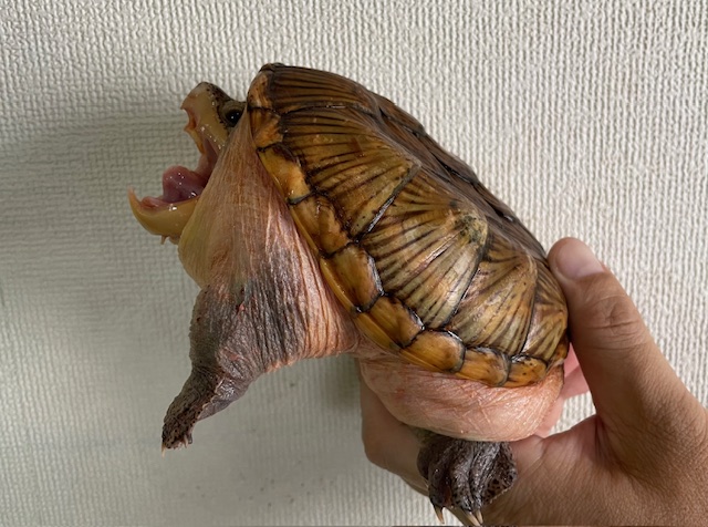 ハラガケガメ（甲長１３．５ｃｍ）メス