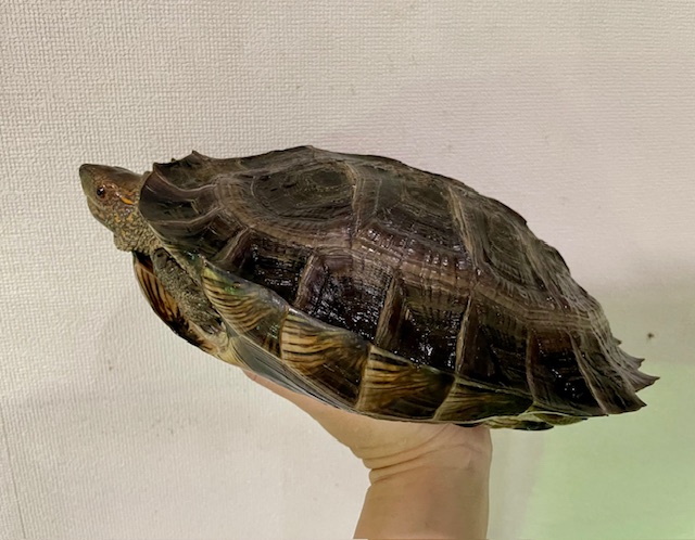 オオヤマガメ（甲長２５ｃｍ）メス