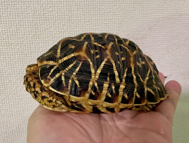 インドホシガメ（甲長１２．５ｃｍ）オス