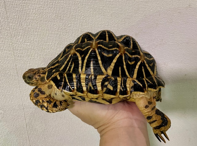 インドホシガメ（甲長１６．５ｃｍ）メス