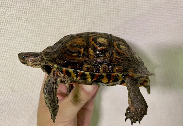 マンヤマガメ（甲長１１ｃｍ）オス
