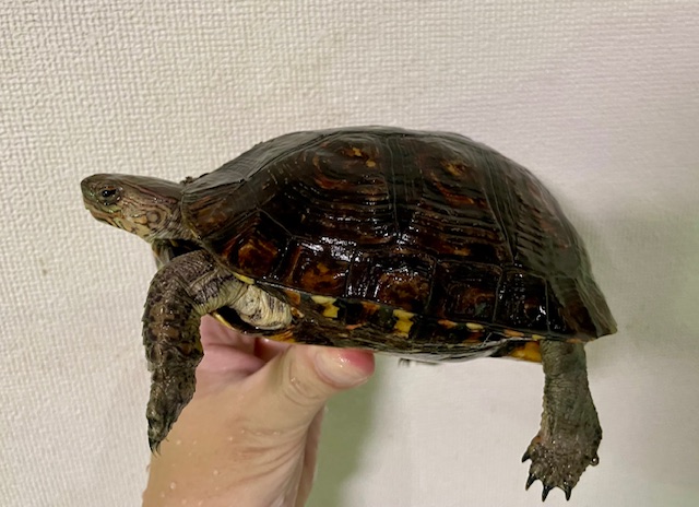 マンヤマガメ（甲長１６ｃｍ）メス