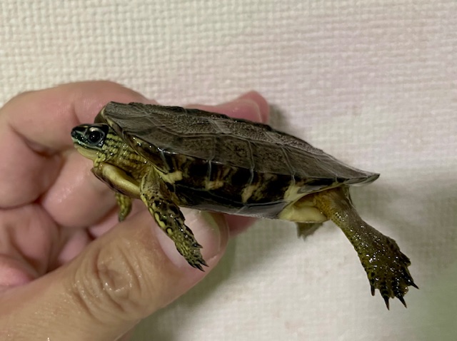 カンムリヤマガメ（甲長６ｃｍ）