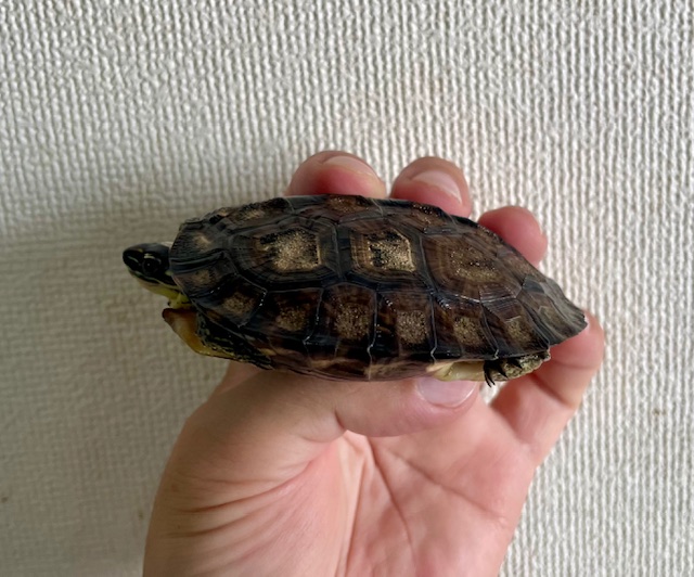 カンムリヤマガメ（甲長８．５ｃｍ）