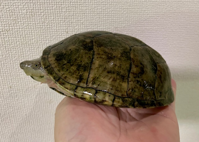 カブトニオイガメ（甲長１３ｃｍ）メス