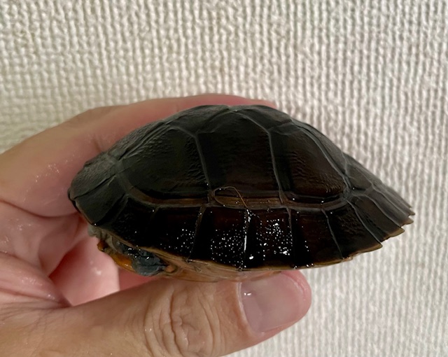 ボルネオカワガメ（甲長７．５ｃｍ）