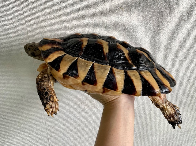 マルギナータ（甲長２６ｃｍ）メス