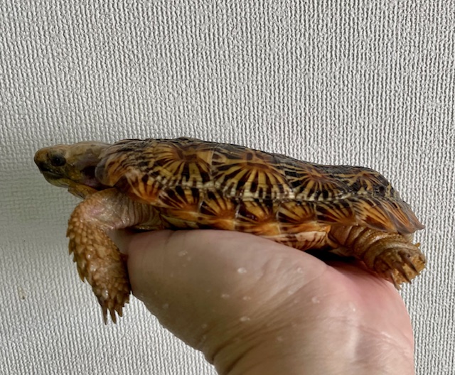 パンケーキガメ（甲長１５．５ｃｍ）オス