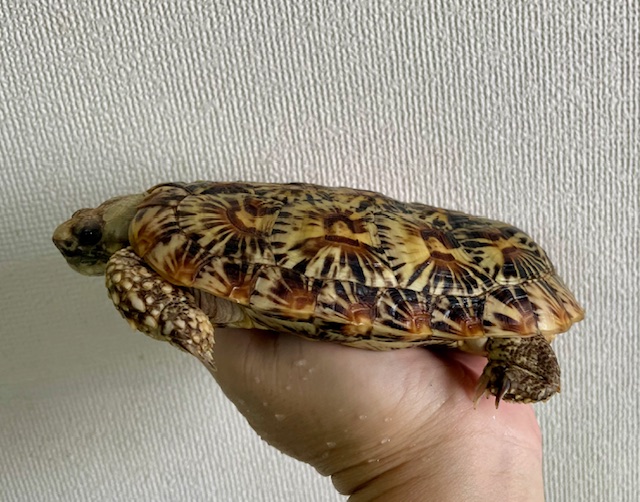 パンケーキガメ（甲長１５．５ｃｍ）メス