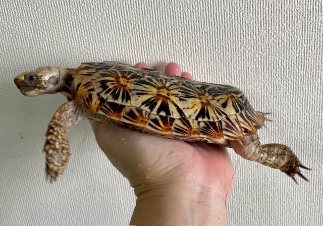 パンケーキガメ（甲長１６ｃｍ）メス