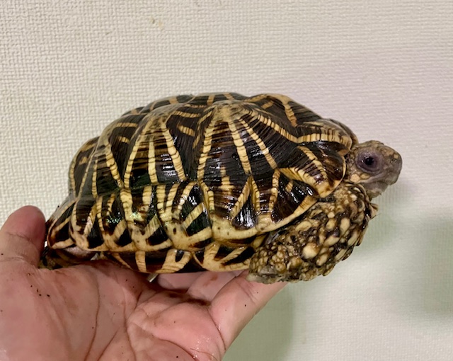 インドホシガメ（甲長１７．５ｃｍ）オス