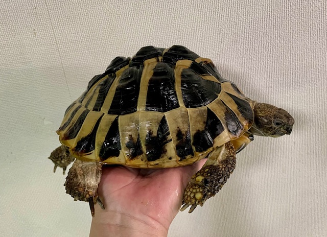 ヒガシヘルマンリクガメ（甲長１９ｃｍ）メス