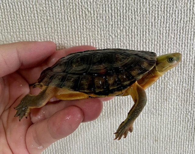 コガネハコガメ「アウロキャピタータ」（甲長８．５ｃｍ）オス