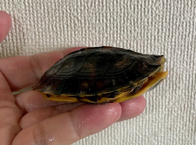 コガネハコガメ「アウロキャピタータ」（甲長８ｃｍ）メス