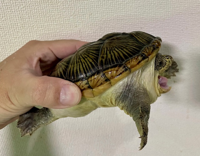 ハラガケガメ（甲長１２ｃｍ）メス
