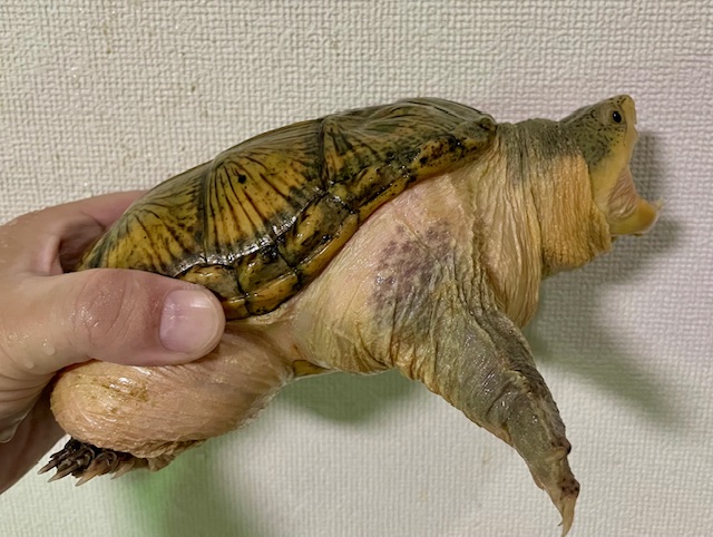 特大ハラガケガメ（甲長１５．５ｃｍ）メス