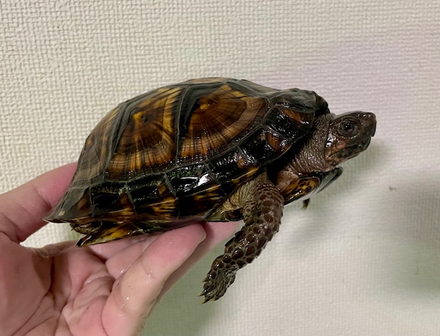 ブラックガルフコーストハコガメ（甲長１３．５ｃｍ）オス