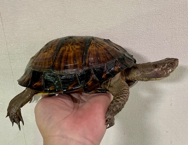 ガルフコーストハコガメ（甲長１９ｃｍ）メス