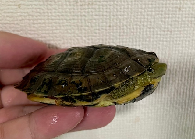 シェンシーハコガメ（甲長８ｃｍ）
