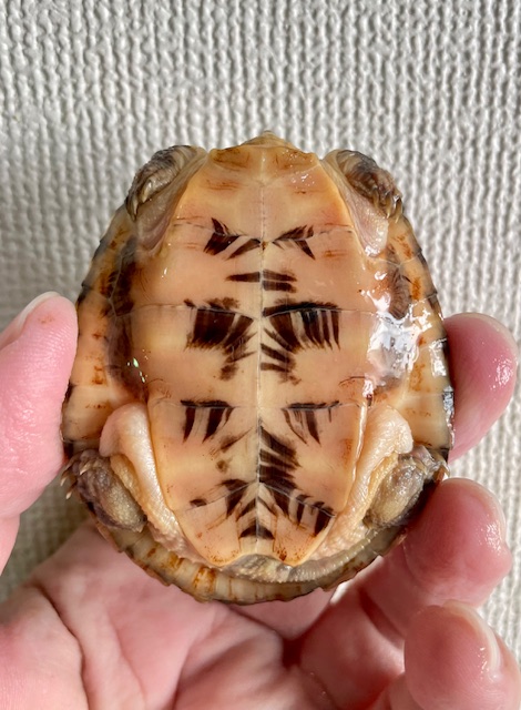 ジャノメイシガメ（甲長６．５ｃｍ）