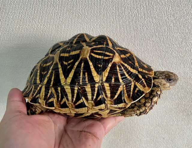 インドホシガメ（甲長１９ｃｍ）メス