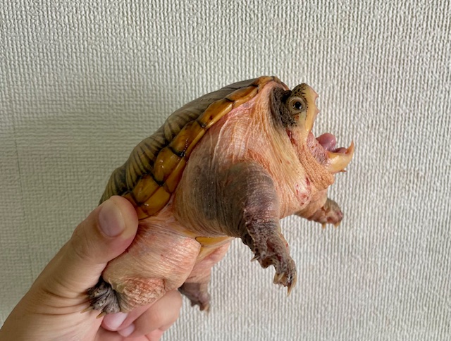 ハラガケガメ（甲長１３．５ｃｍ）メス