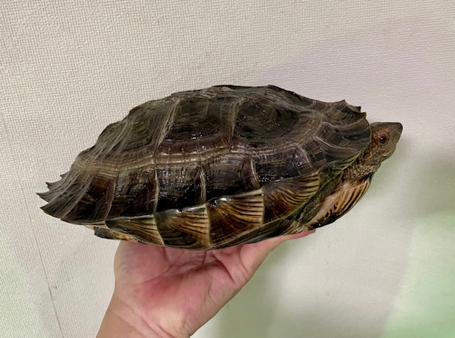オオヤマガメ（甲長２５ｃｍ）メス