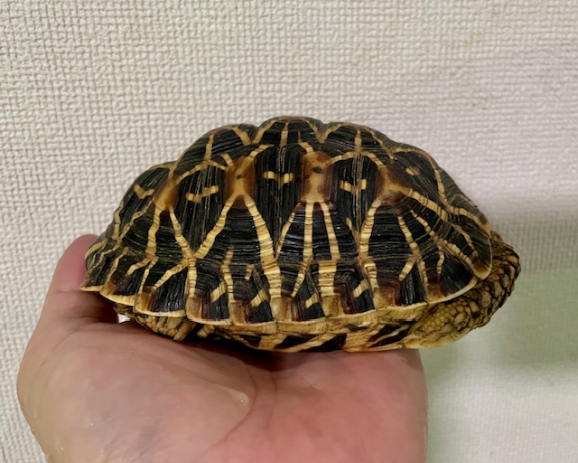 インドホシガメ（甲長１２．５ｃｍ）オス
