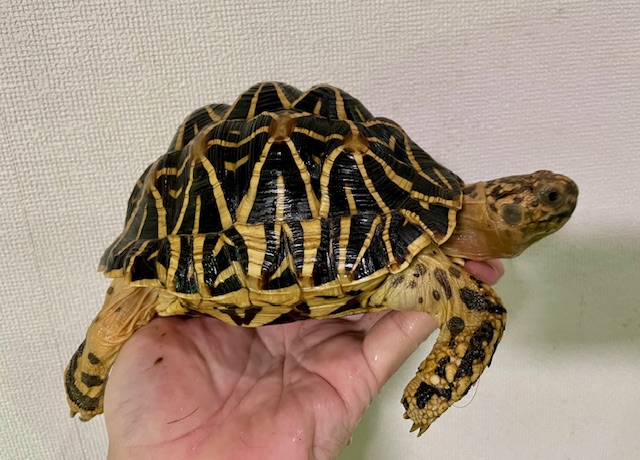 インドホシガメ（甲長１６．５ｃｍ）メス