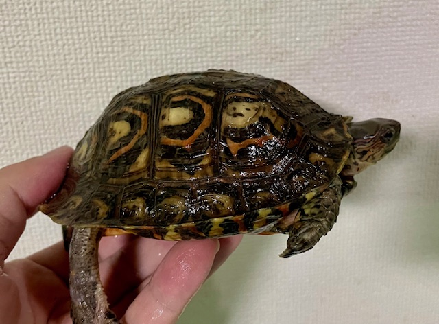 マンヤマガメ（甲長１１ｃｍ）オス