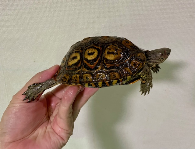 マンヤマガメ（甲長１１．５ｃｍ）オス