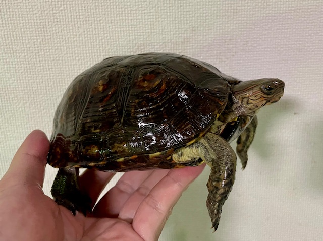マンヤマガメ（甲長１６ｃｍ）メス