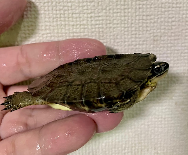 カンムリヤマガメ（甲長６ｃｍ）