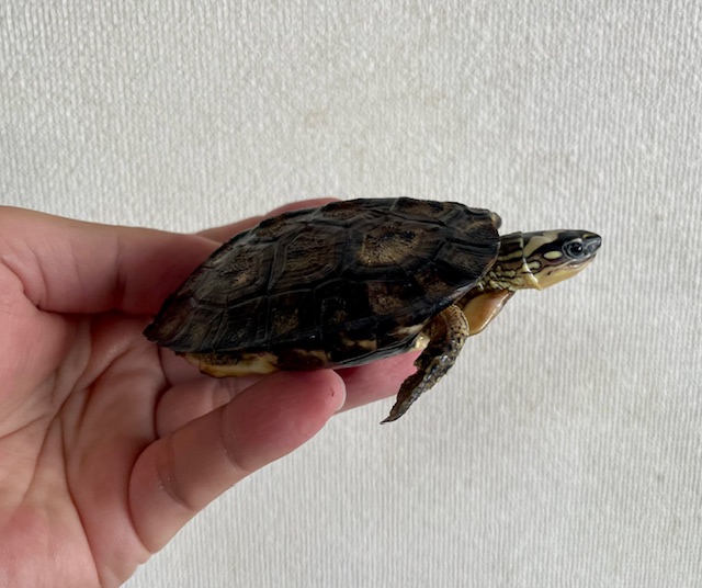 カンムリヤマガメ（甲長８．５ｃｍ）