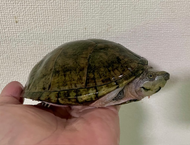 カブトニオイガメ（甲長１３ｃｍ）メス
