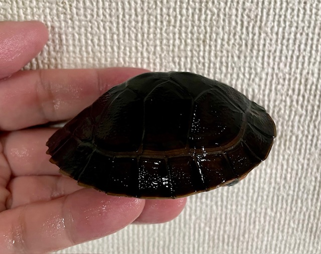 ボルネオカワガメ（甲長７．５ｃｍ）