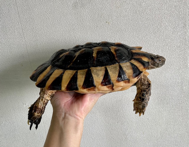 マルギナータ（甲長２６ｃｍ）メス
