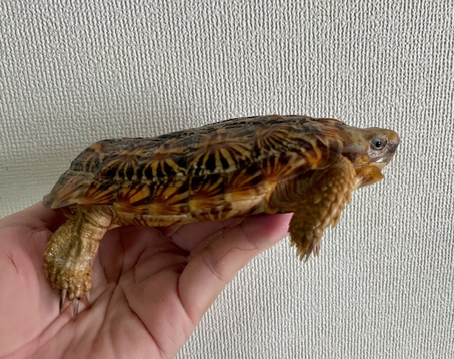 パンケーキガメ（甲長１５．５ｃｍ）オス