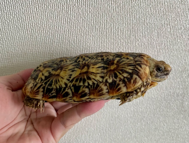 パンケーキガメ（甲長１５．５ｃｍ）メス