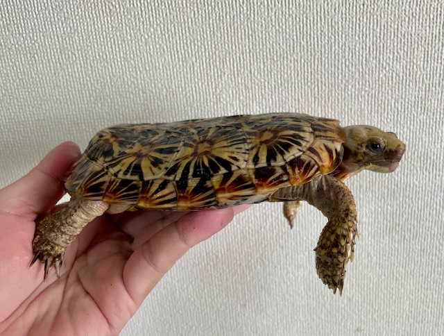 パンケーキガメ（甲長１６ｃｍ）メス