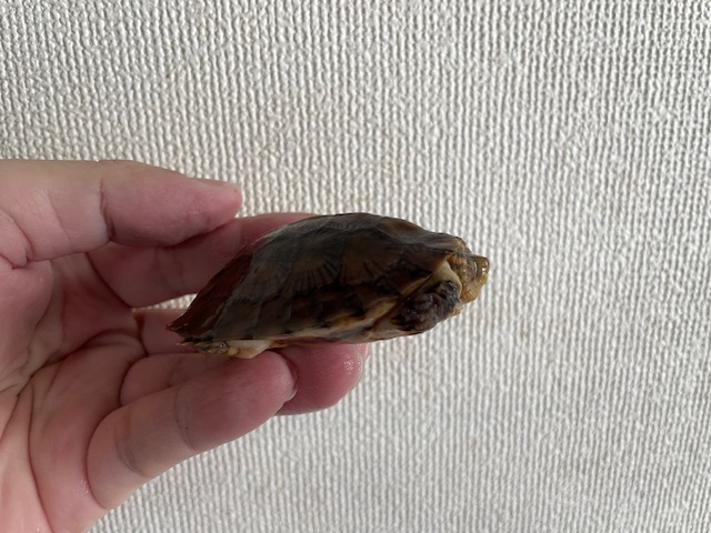 ジャノメイシガメ（甲長６．５ｃｍ）