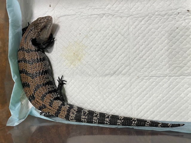メラウケアオジタトカゲ