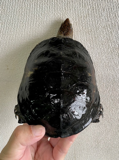 ブチイシガメ（甲長１４．５ｃｍ）オス①