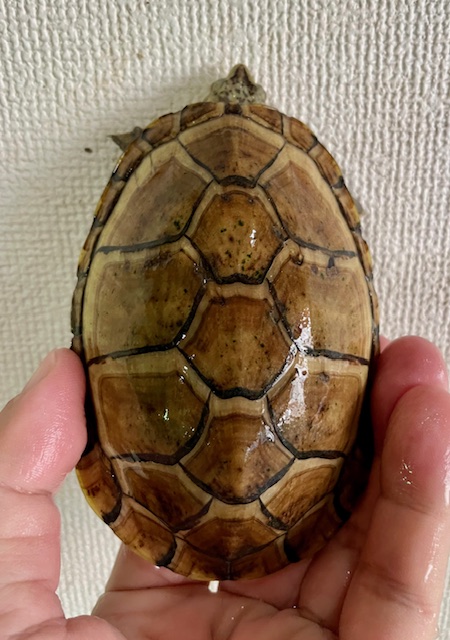 サラドロガメ（甲長１１ｃｍ）メス