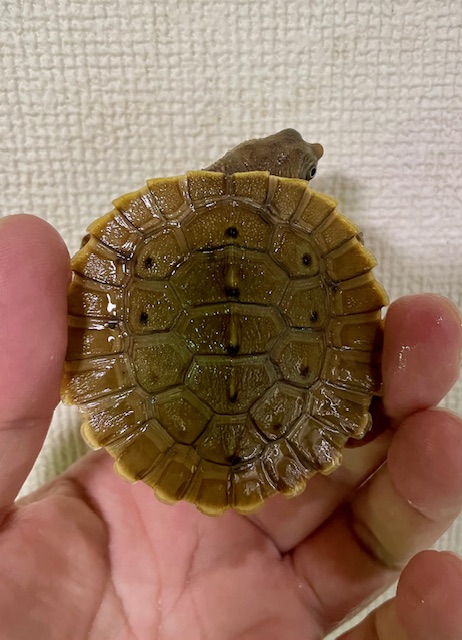 ブランデルカブトガメ（甲長６ｃｍ）