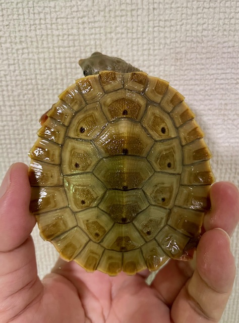 ブランデルカブトガメ（甲長８．５cm）