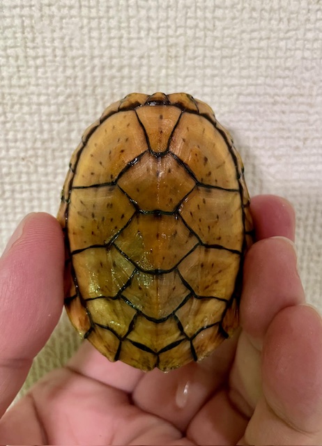 スジクビヒメニオイガメ（甲長６ｃｍ）メス