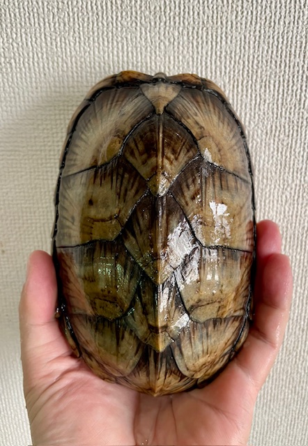 カブトニオイガメ（甲長１５．５ｃｍ）オス