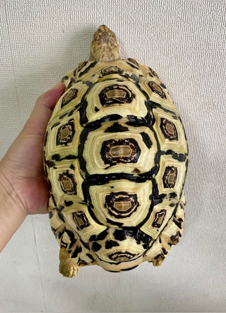 ホワイトヒョウモンガメ（甲長２３ｃｍ）オス