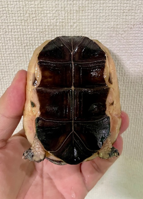 チュウゴクセマルハコガメ（甲長９．５ｃｍ）